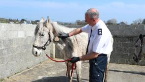 PICTURES | Frontline inspectors and carers are being stretched to their limit responding to emergencies, says ISPCA