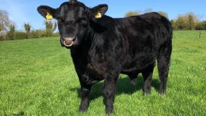 Quality Longford pedigree bull fetches impressive price at  first ever online sale 