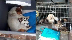 Gardai seize 33 dogs and puppies discovered in vehicle search at Dublin Port