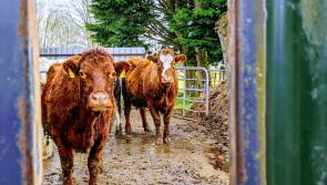 Gallery 10 | Love Your Home photography competition - the photos that make Longford folk smile 