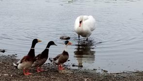 Gallery 11 | Some 'quacking' images in the Longford Love Your Home photography competition 
