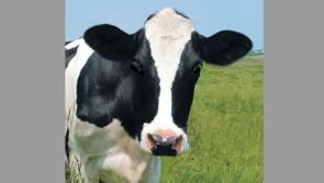 Granard Farmers Mart first online auction takes place on Monday, May 18