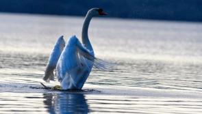 GALLERY 14 | Swanning around - Longford Love Your Home photography competition