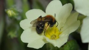 Teagasc mark World Bee Day by asking farmers to ‘bee friendly’