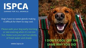 ISPCA tips and advice to keep your pets safe in hot weather