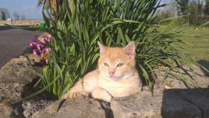GALLERY 19 | The Eyes of the Tiger! Longford Love Your Home photography competition 