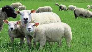 Longford Leader Farming: Preventing Blowfly strike in sheep this summer