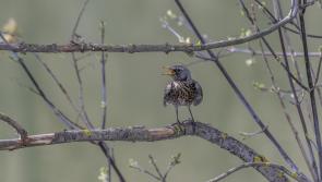 The Song of the Bird: Grieving during Covid-19
