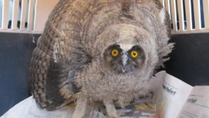 ISPCA rescues a baby owl from a midlands main road