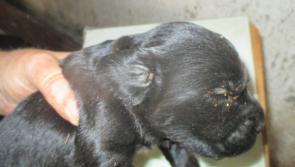 Midland puppy farmer who kept animals in appalling conditions will avoid jail if he pays €10,000