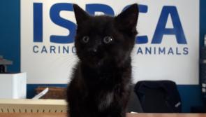 ISPCA rescues six-week-old kitten from the side of a busy Athlone road