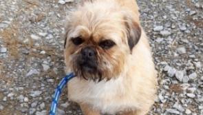 ISPCA seek information on dog missing from the Kenagh area