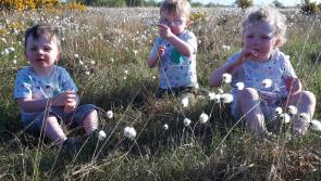GALLERY 5 | Busy time for Murray triplets from Killoe helping Dad on Longford's Costa Del Sod