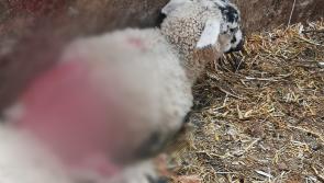 Dogs behind devastating Longford sheep kill had escaped council pound prior to attack