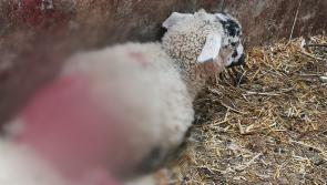 Gardaí issue appeal to dog owners after four incidents of sheep worrying in Longford and Roscommon