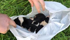 PICTURES | Puppies fly tipped like pieces of trash and left dangling for dead above a river, now in ISPCA care