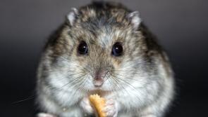 BEWARE: Longford businesses reopening after Covid-19 lockdown warned about rodent infestation 