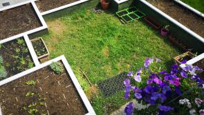 Transition Longford: Growing food in the  town during Covid-19 lockdown