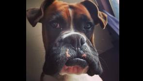 Abbeylara pooch in line for Nose of Tralee title