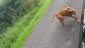 Distressed female dog found in Colehill area