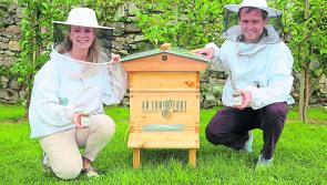 Longford Leader gallery: Buzz...show me the honey!