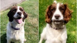 Cavan dog owner appeals for information on missing pet