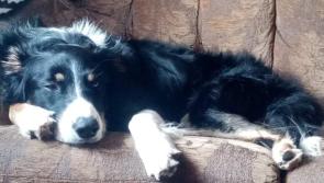 Border Collie missing from Ardnacassa Avenue