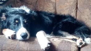 UPDATE: Missing border collie reunited with Longford owners