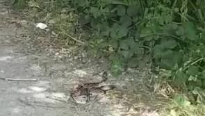 WATCH: Shock as python found sunning itself in north Leitrim park