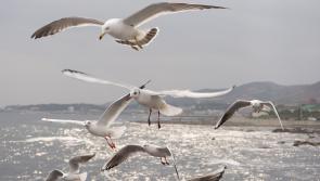 Ireland commits to protect region of five million seabirds