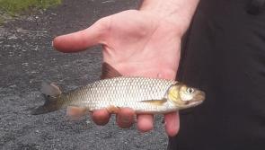 Invasive species Chub detected on River Inny in Longford