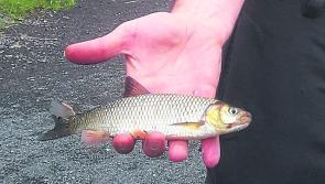 Invasive species Chub detected in Longford section of River Inny 