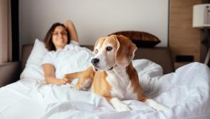 Dogs are now on the guest list at a popular Midlands hotel