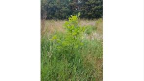 Full range of forestry services with SWS Forestry