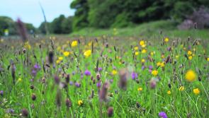 Longford Leader Farming: Time to think about wildlife on farms