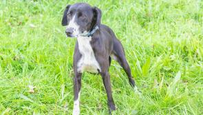 ISPCA rescues dog locked in a crate, cowering and terrified