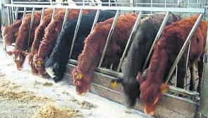 Longford Leader Farming: Importance of weanling management over winter period cannot be understated