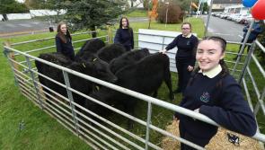 Ballymahon students presented with Irish Angus Calves that they will rear for 18 months