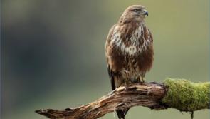 Man in midlands offering reward for information on illegal shooting of buzzard