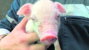 Longford's Year in Review: July 2020