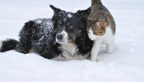 ISPCA issue important safety tips for pet owners as cold spell forecasted to continue