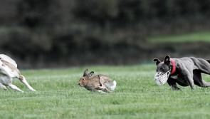 Government entitled to delist coursing as permitted activity during current Covid-19 restrictions  - court told