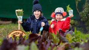 The Big Grow 2021: Registration for free food growing kits now open to Longford primary school teachers