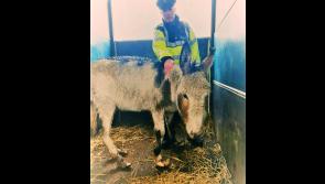 Gardaí in Granard investigation animal cruelty case after donkey discovered in distressed state