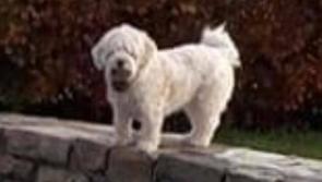 Newtownforbes dogowners appeal for information on missing pet