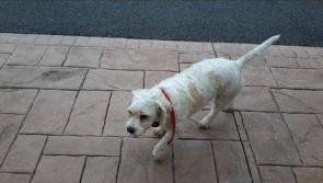 Heartbroken Newtownforbes family offer reward for return of stolen family pet