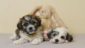 Longford dog owners warned - Paws off the chocolate this Easter!