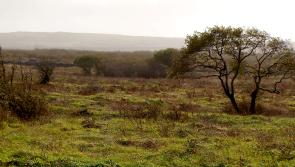 Vast amount of Longford peatland transformed into Carbon Store