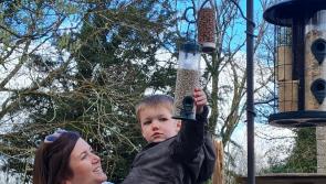 Welcoming new lockdown friends: Longford garden is a haven for unique and unusual birds