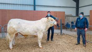 Longford Leader Farming: Bull makes almost €5k at Carrick-on-Shannon sale